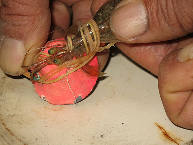 巻き付けた輪ゴムをオモリと接続し、環に掛けて完成